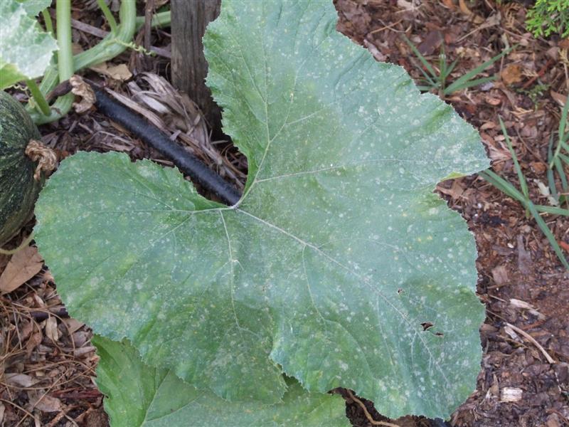 South May 11 (Medium).JPG