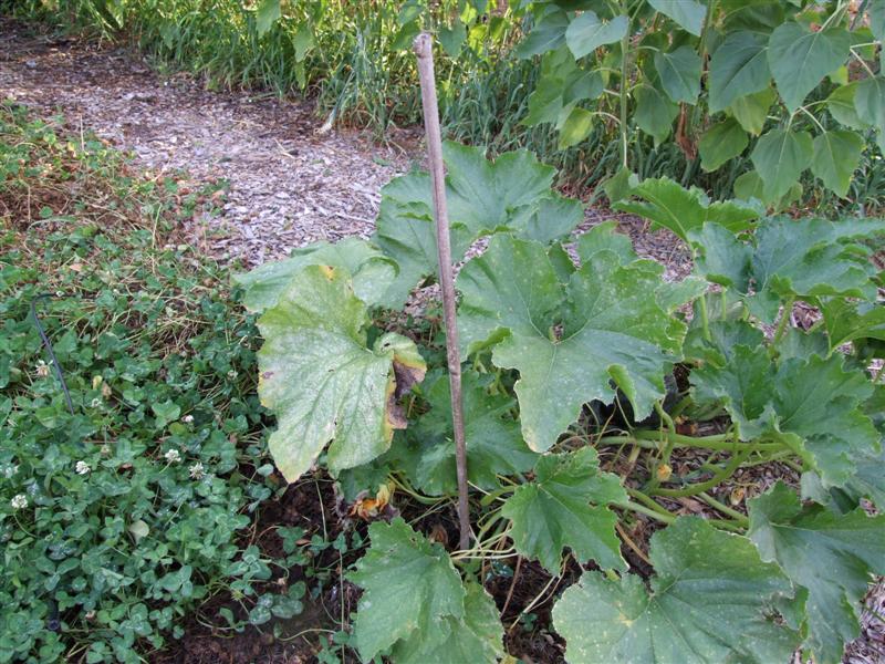 North 3 May 11 (Medium).JPG