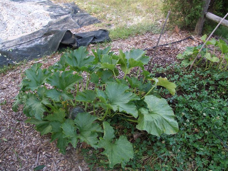 North may 11 (Medium).JPG