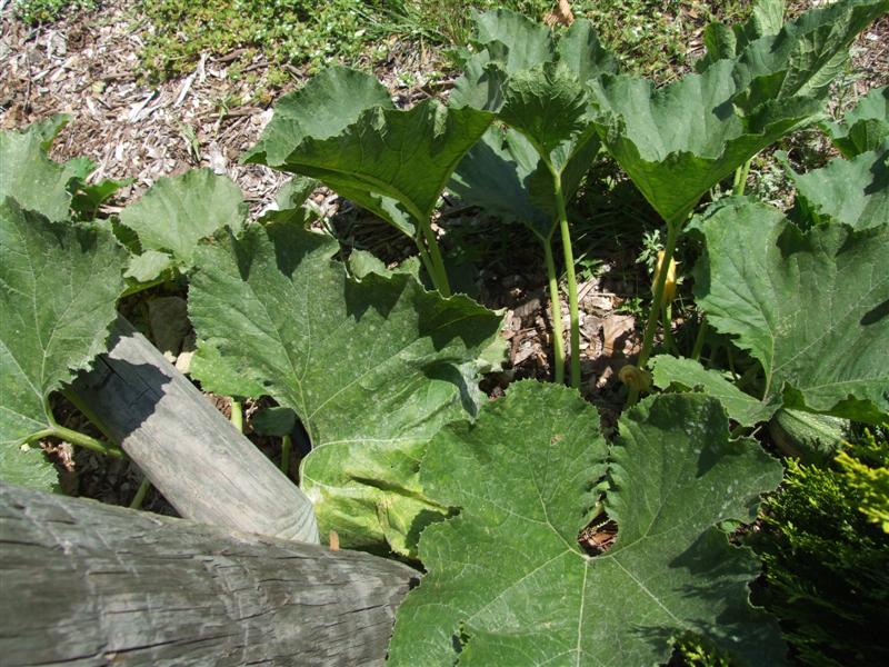 South 2 May 14 (Medium).JPG