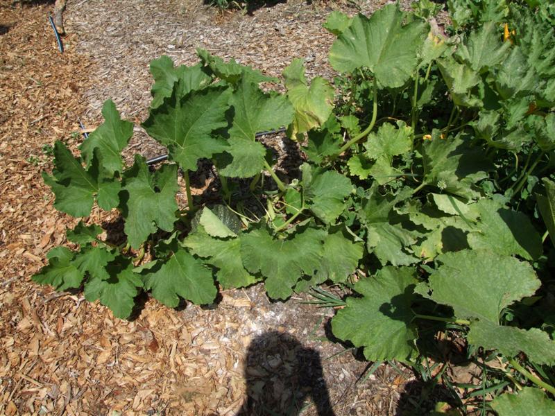 South 3 May 14 (Medium).JPG