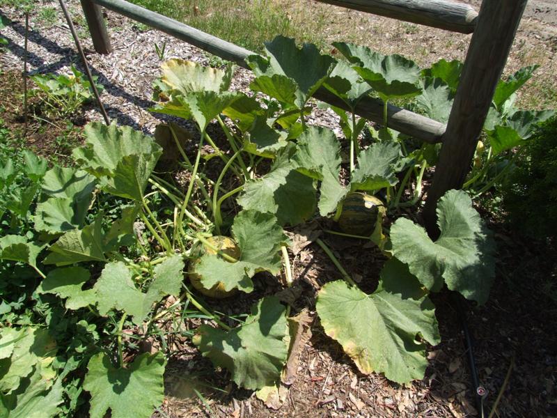 South May 14 (Medium).JPG