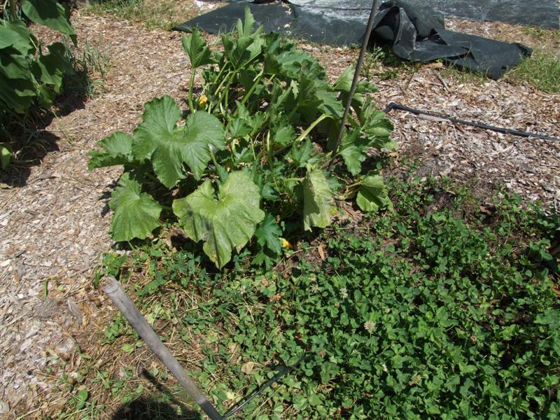 North May 14 (Medium).JPG