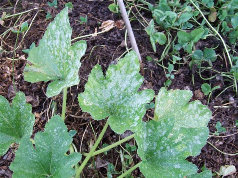 tea 2 May 14 (Medium).JPG