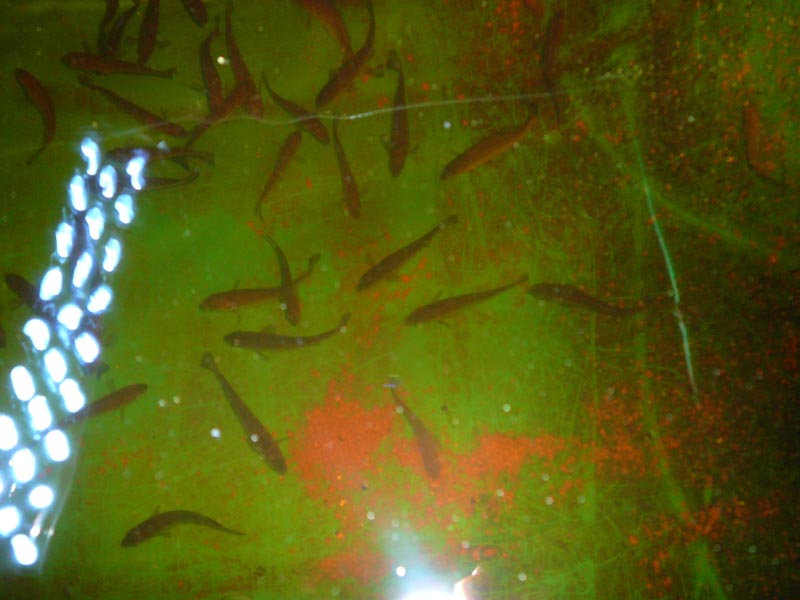 15-05 aqua 007 copy.jpg