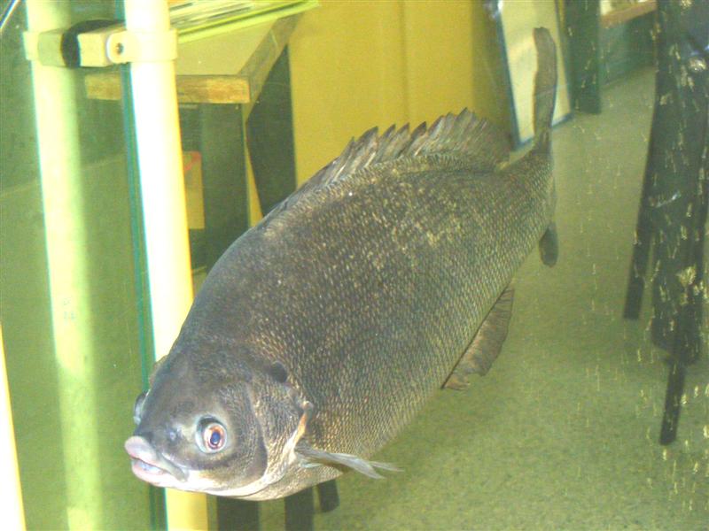 DSCF5070 (Medium).JPG