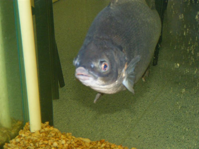 DSCF5071 (Medium).JPG