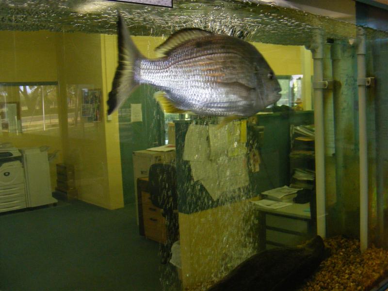 DSCF5073 (Medium).JPG