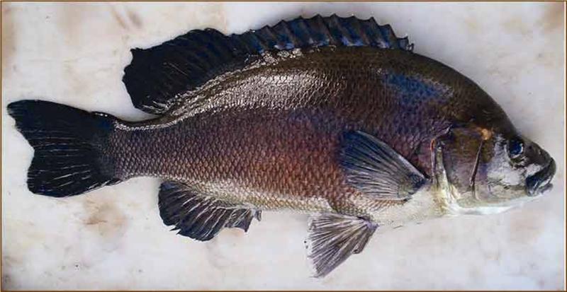 Honey-Perch (Medium).jpg