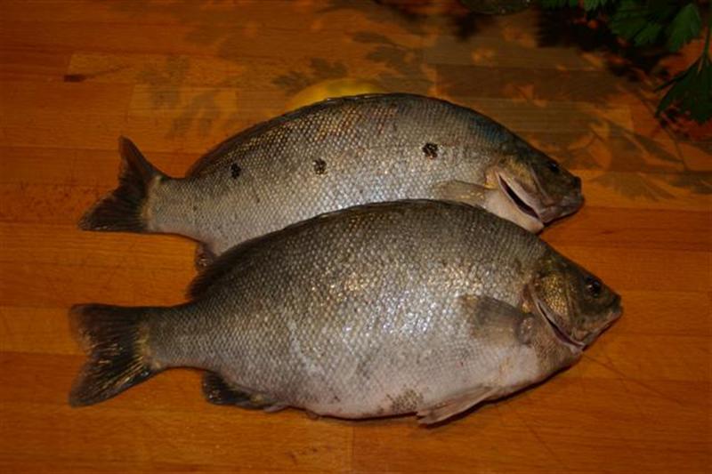 JadePerch (Medium).jpg