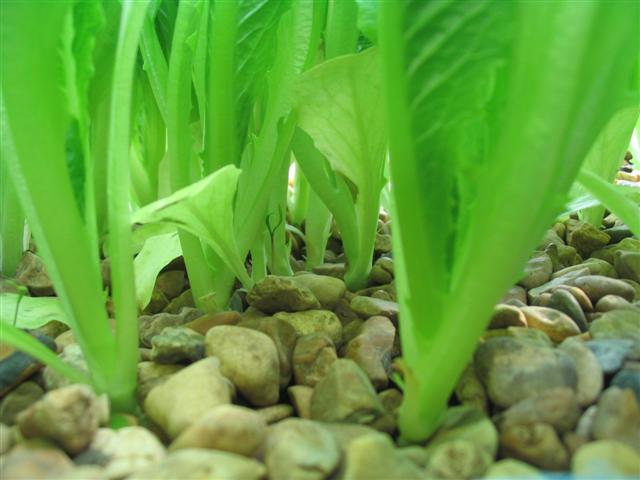 romaine jungle.jpg