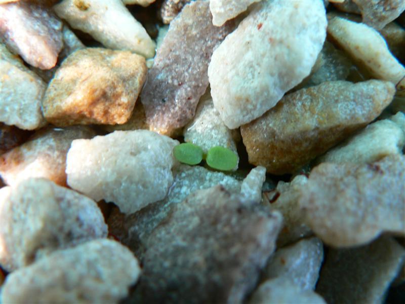 Mini-system #1 003 (Medium).jpg