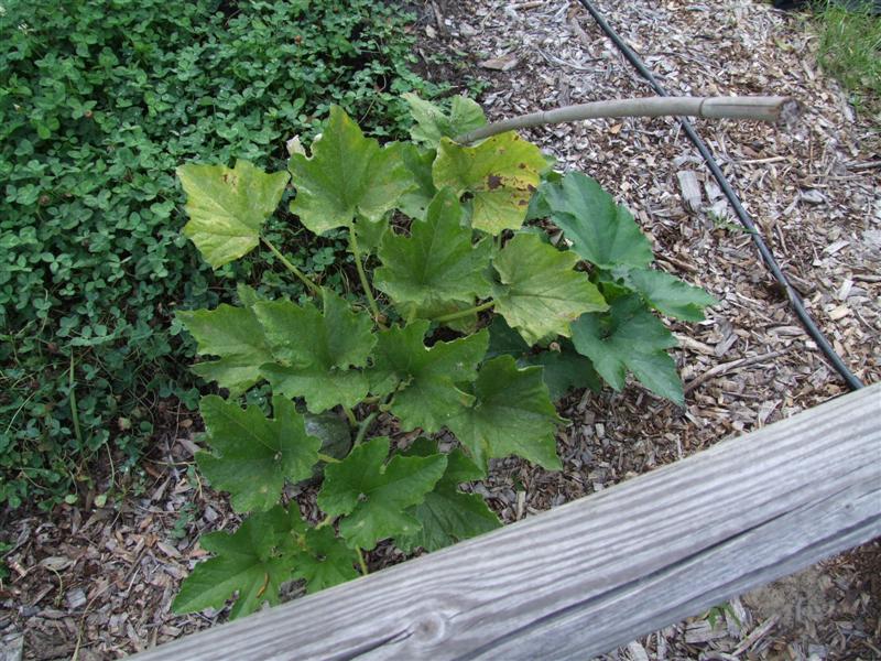 north milk (Medium).JPG