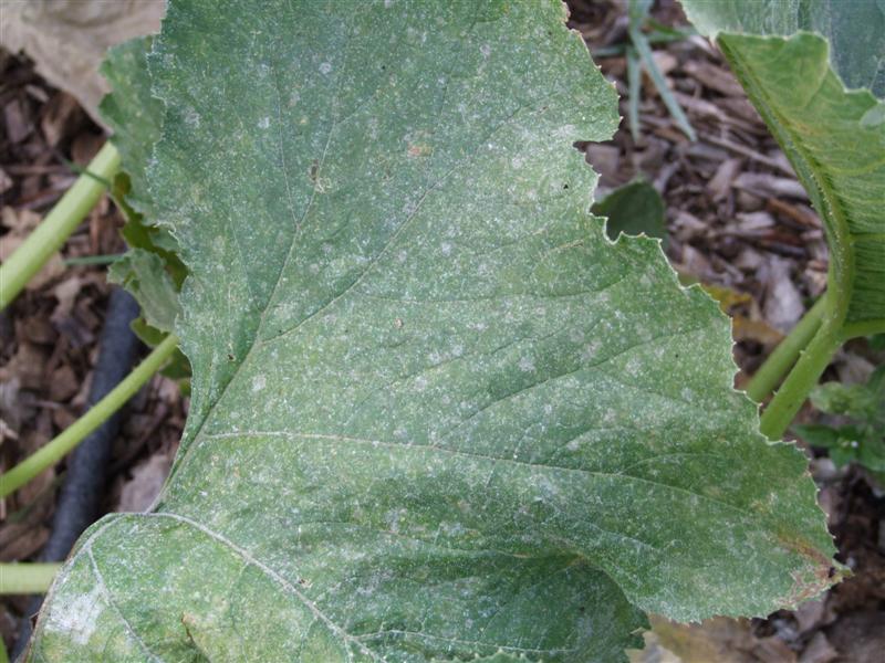 south Milk 2 (Medium).JPG