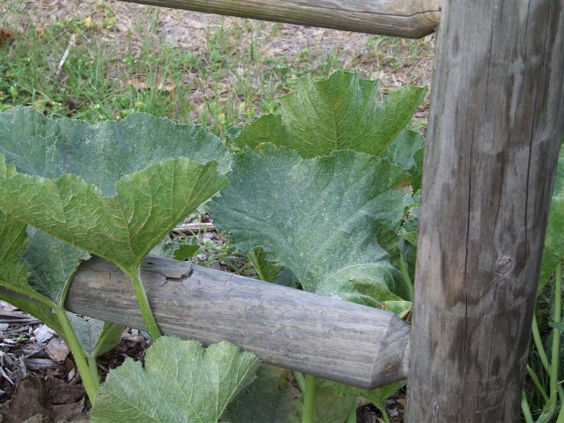 South Milk (Medium).JPG