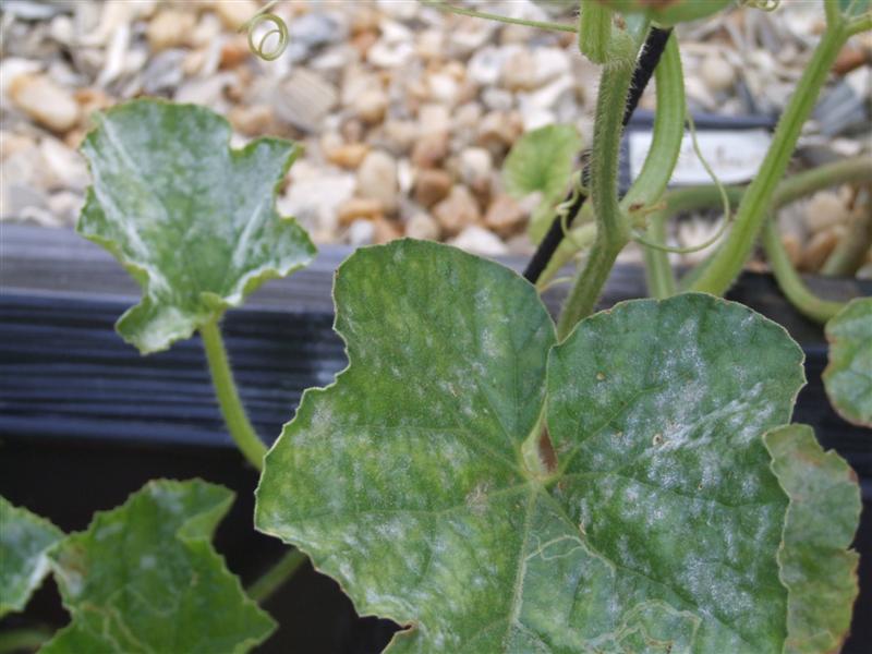 powdery (Medium).JPG