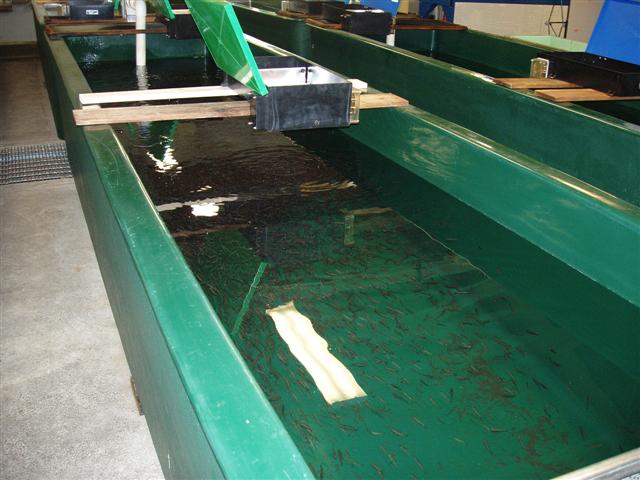 Fiberglass raceway filled with fingerlings- Note vibrating feeders placed on boards across tank (Small).jpg