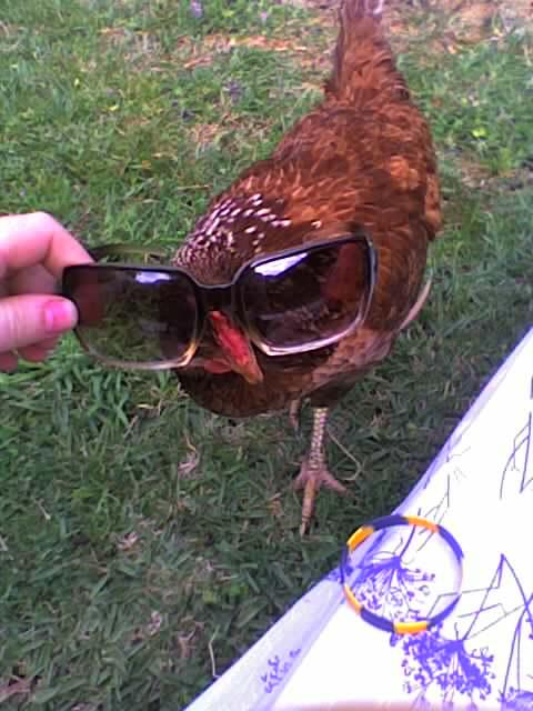 chook wit glasses.JPG