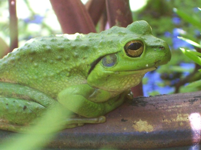 Frog pond in a pot.jpg