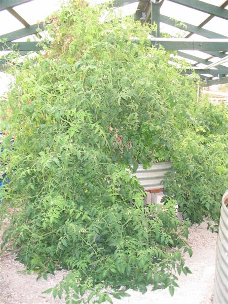 IMG_1919 (Medium).jpg