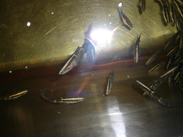 barra photos 025.jpg