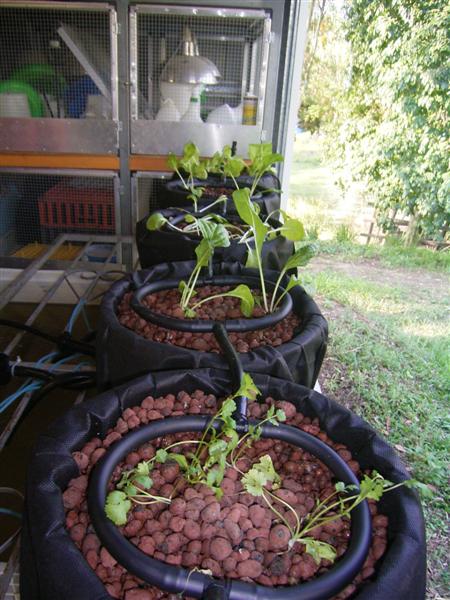 Plants 8 Oct 06 002 (Medium).jpg