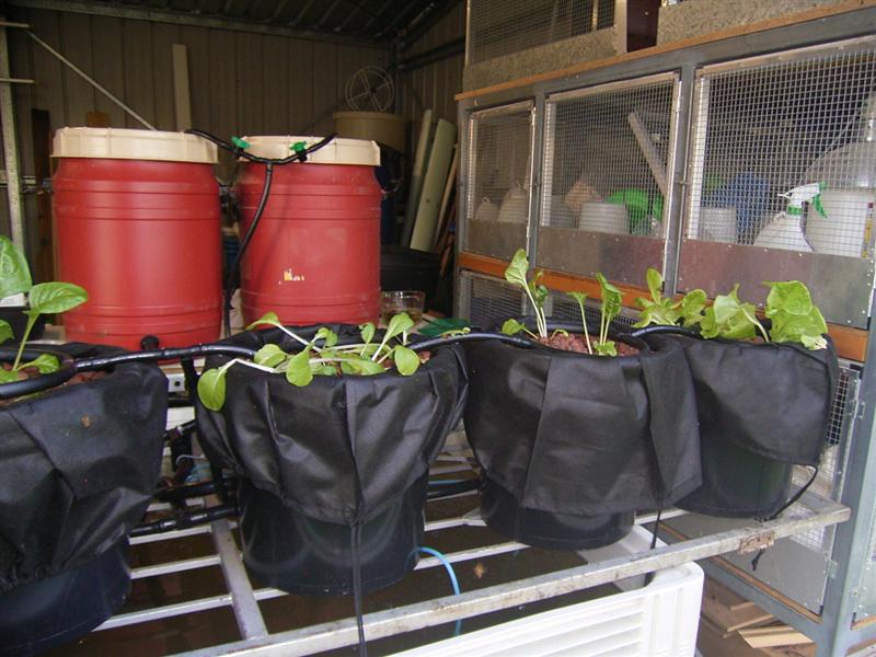 Plants 8 Oct 06 001 (Medium).jpg