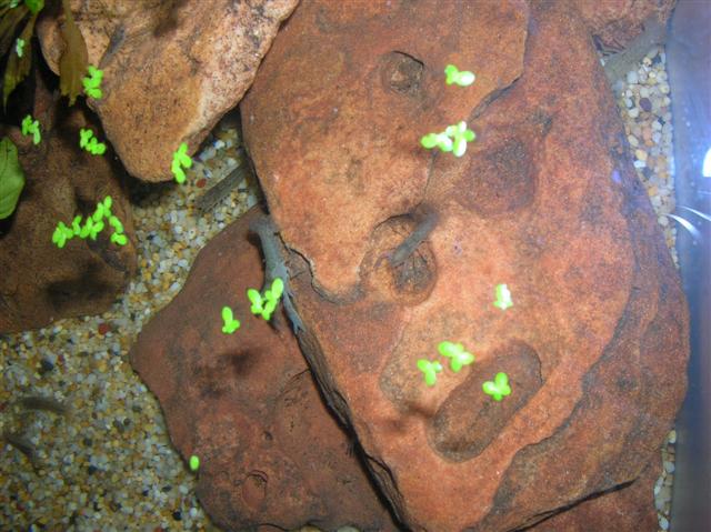 DSCN0992 (Small).JPG