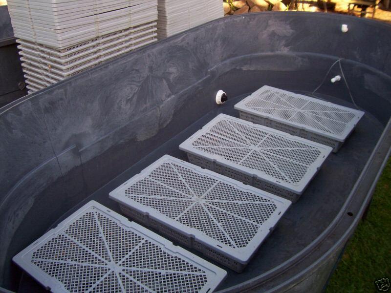 prawn-aqua6 (Medium).jpg