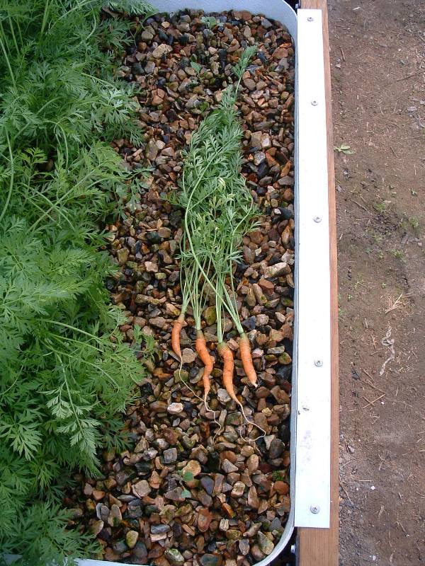 carrots.JPG