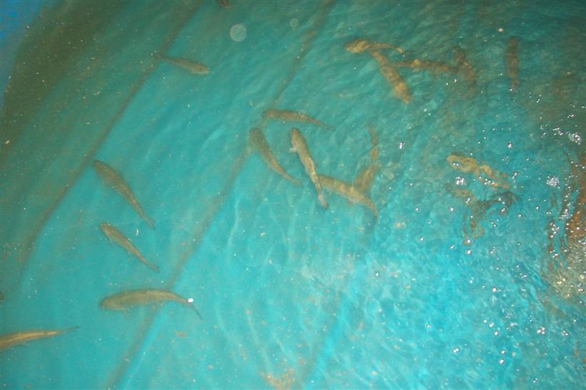 Home 014 (Custom).jpg