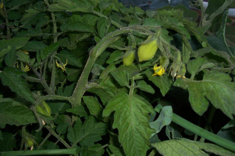 Home 010 (Custom).jpg