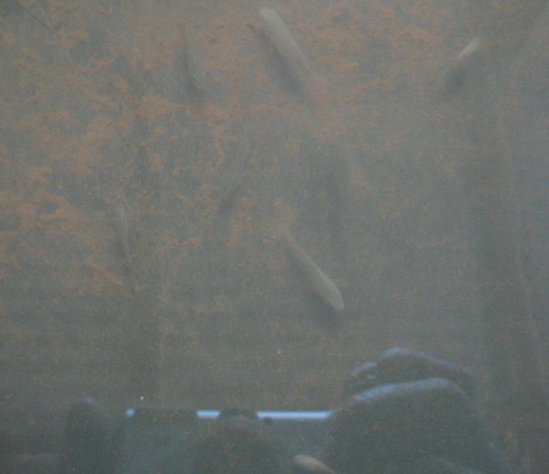 fishInTank.JPG