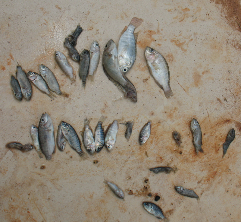 deadFish.JPG