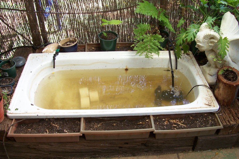 aquaponics 021.jpg