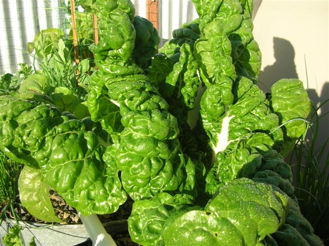 DSCN0969 (Small).JPG