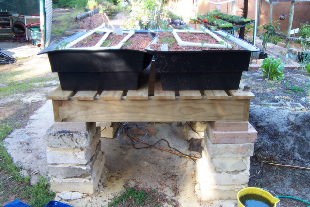 aquaponics photos.jpg