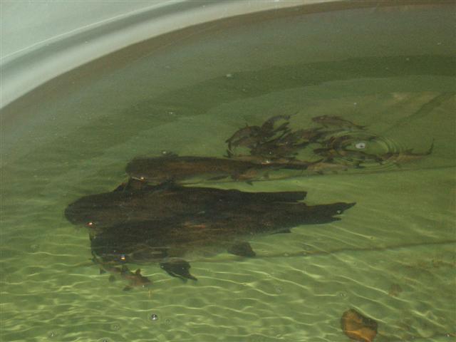 14 June AP system 001 (Small).jpg