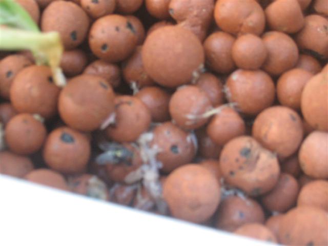 crap, in bed, no filtering system 001 (Small).jpg