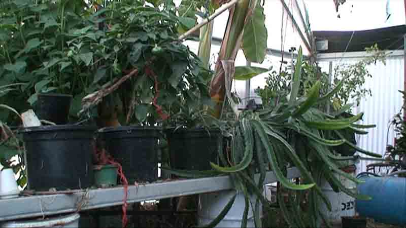 dragon fruit and capsicum.jpg