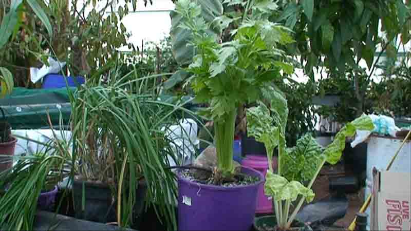 aquaponic plants.jpg