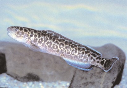Gadopsis marmoratus.jpg