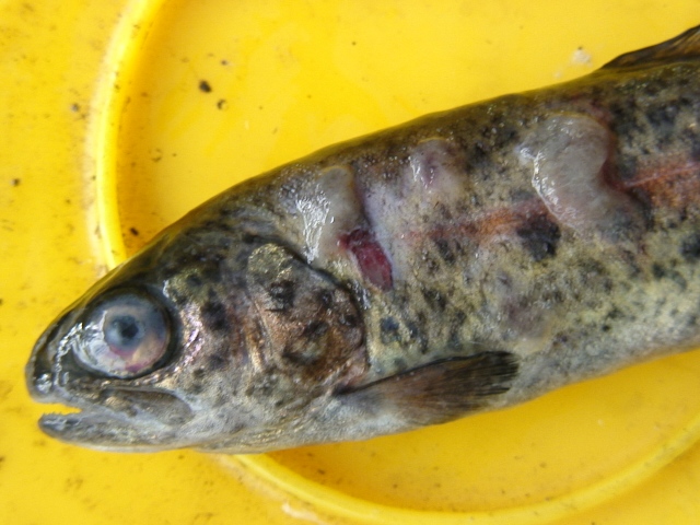 Trout with abrasion and white eye and  jelly like adhesion.Web..JPG
