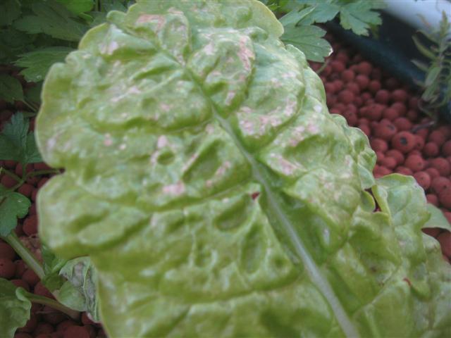 6 weeks 005 (Small).jpg