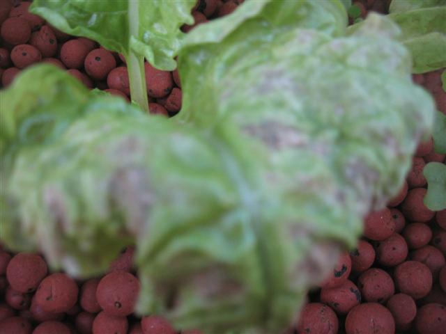 6 weeks 007 (Small).jpg