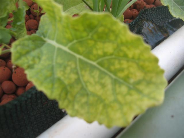 6 weeks 006 (Small).jpg