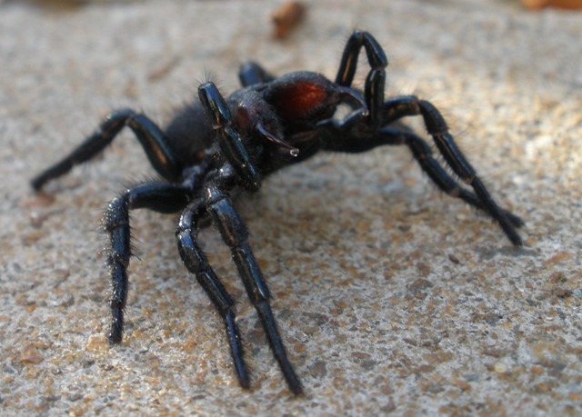 Spider with venom.jpg