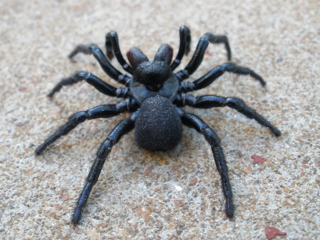 Spider with fang.jpg