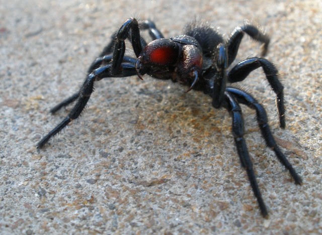 Fanged spider.jpg