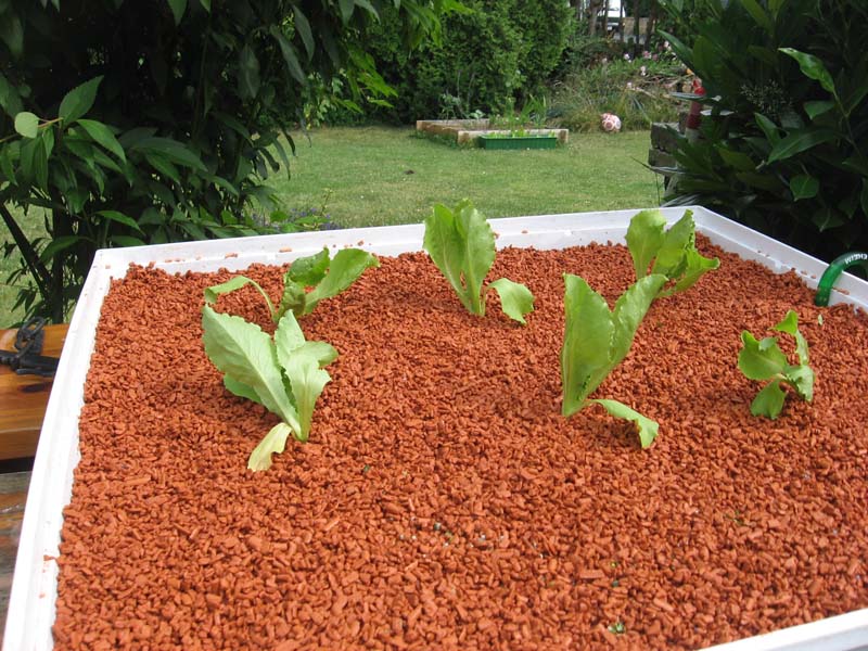 aquaponics lettuce.jpg